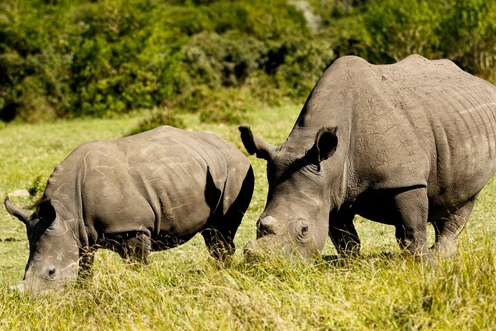 Wild Wonders: Kragga Kamma Game Park from Port Elizabeth - Photo 1 of 6